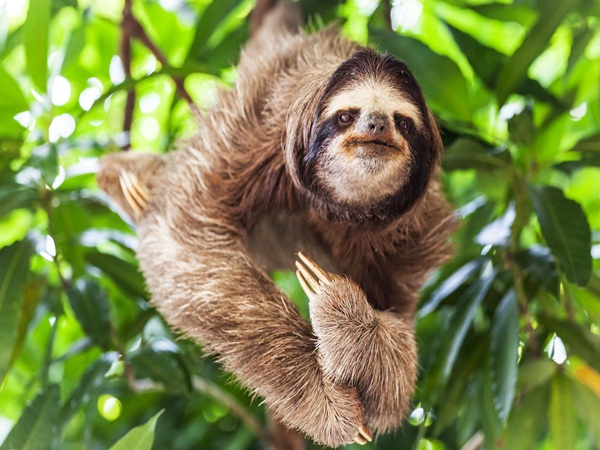 Monkey and Sloth Tour Roatan